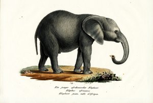 Elefante africano novo, 1824